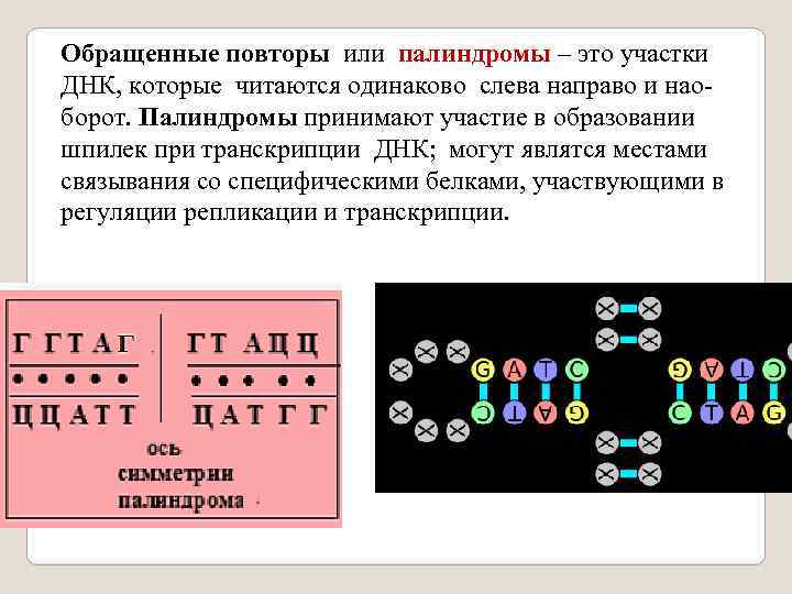 Палиндром биология