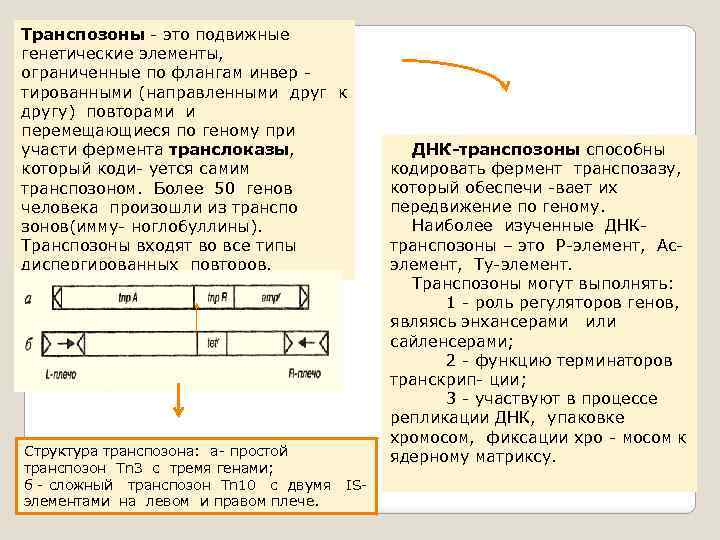 Транспозоны - это подвижные генетические элементы, ограниченные по флангам инвер тированными (направленными друг к