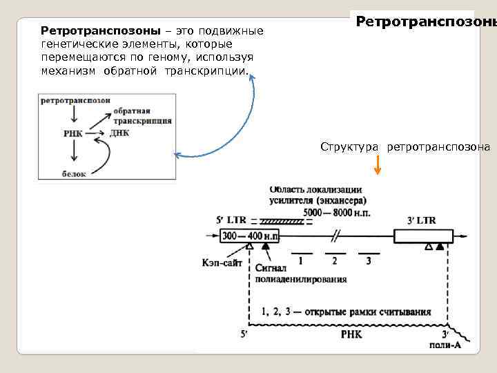 Ретротранспозоны – это подвижные генетические элементы, которые перемещаются по геному, используя механизм обратной транскрипции.