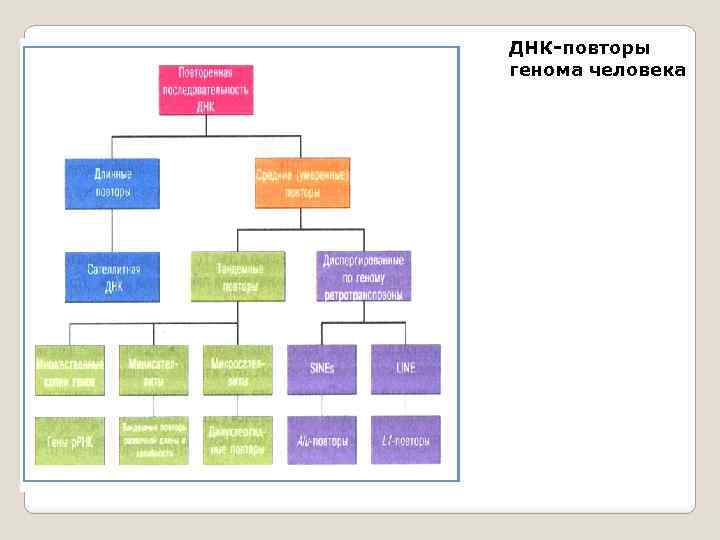 ДНК-повторы генома человека 