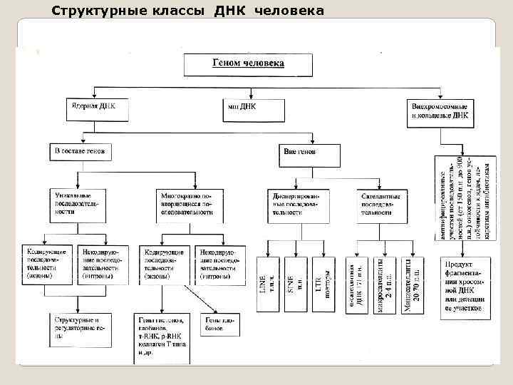 Структурные классы ДНК человека 