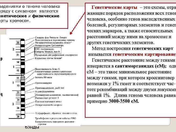 ведениями о геноме человека аряду с сиквенсом являются енетические и физические арты хромосом. Генетические