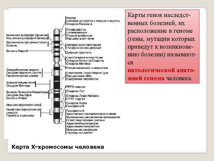 Карты генов наследст венных болезней, их расположение в геноме (гены, мутации которых приведут к