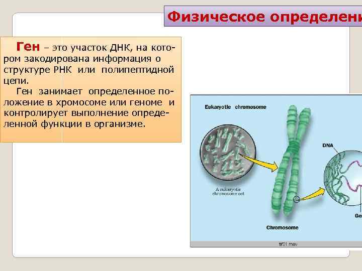 Цепь ген 3