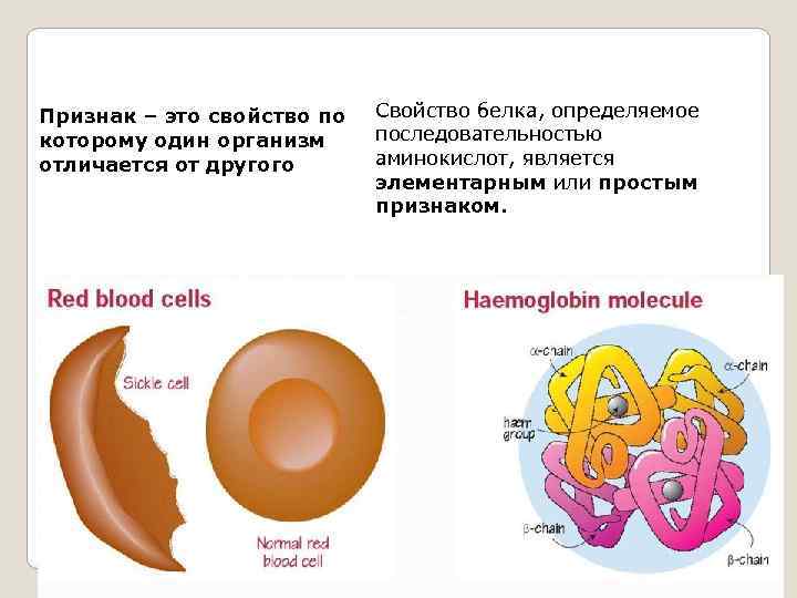Признак – это свойство по которому один организм отличается от другого Свойство белка, определяемое