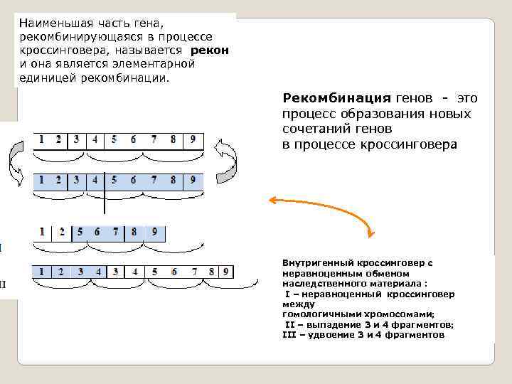 Наименьшая часть гена, рекомбинирующаяся в процессе кроссинговера, называется рекон и она является элементарной единицей