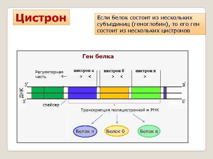 Геном состоит из белков