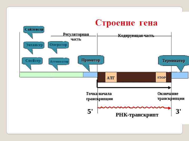 Строение гена эукариот и прокариот