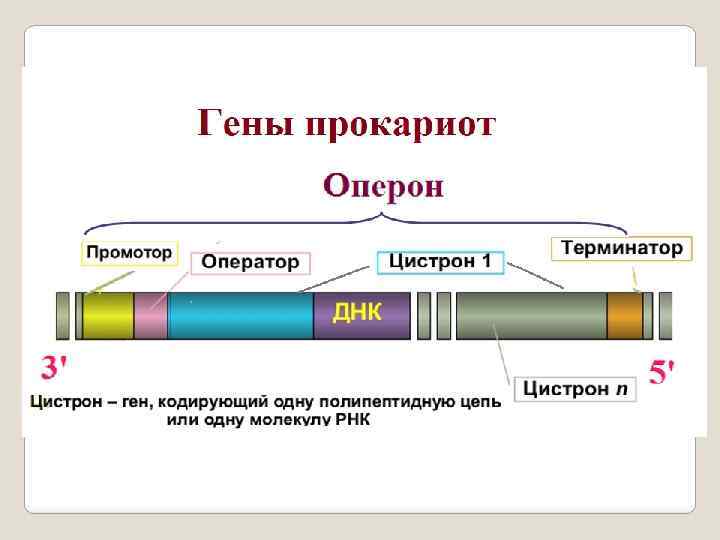 Участок гена