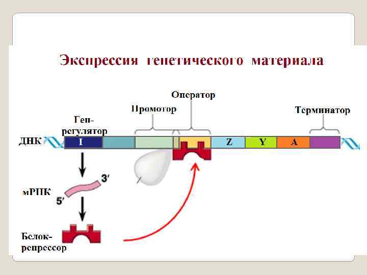 Схема переноса генетической информации в клетке роль матрицы