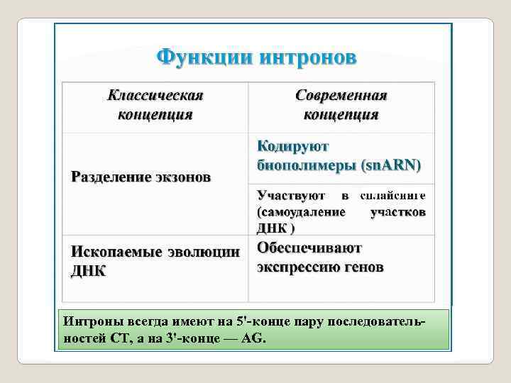 Интроны всегда имеют на 5'-конце пару последовательностей СТ, а на 3'-конце — AG. 