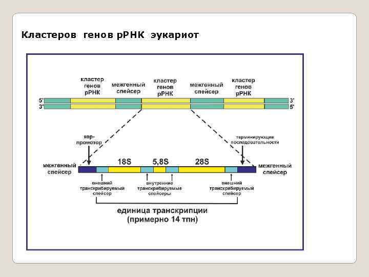 Кластеров генов р. РНК эукариот 