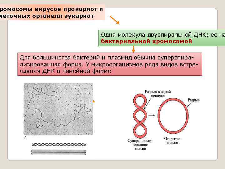 ромосомы вирусов прокариот и леточных органелл эукариот Одна молекула двуспиральной ДНК; ее на бактериальной
