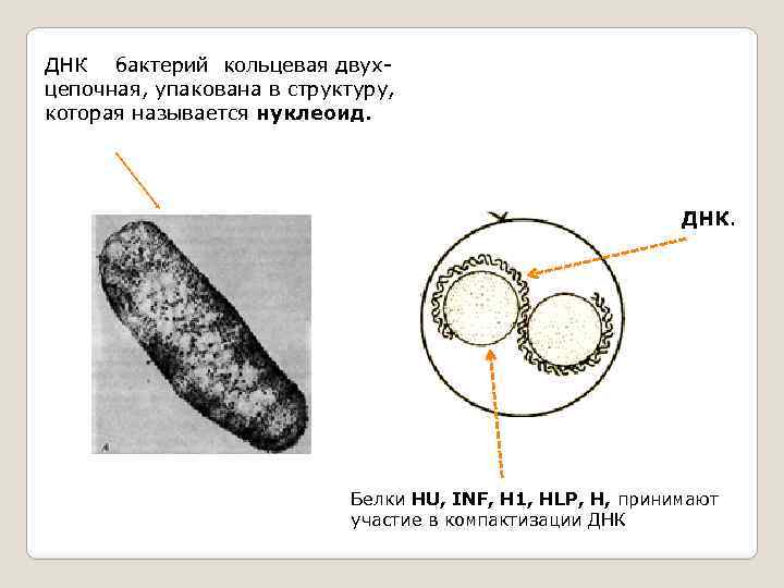 Кольцевая днк