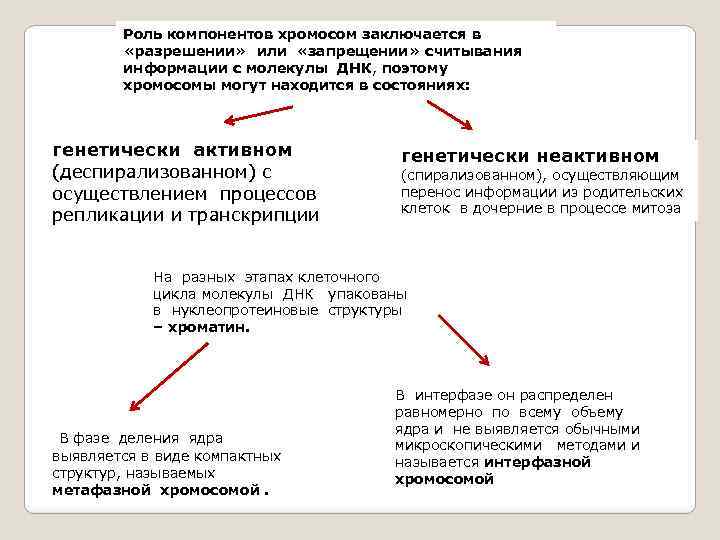 Компоненты роли. Деспирализованная ДНК обнаруживается. Особое состояние хромосом в интерфазе в деспирализованном виде это.