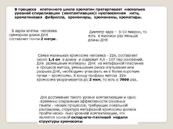 В процессе клеточного цикла хроматин претерпевает несколько уровней спирализации (компактизации): нуклеосомная нить, хроматиновая фибрилла,