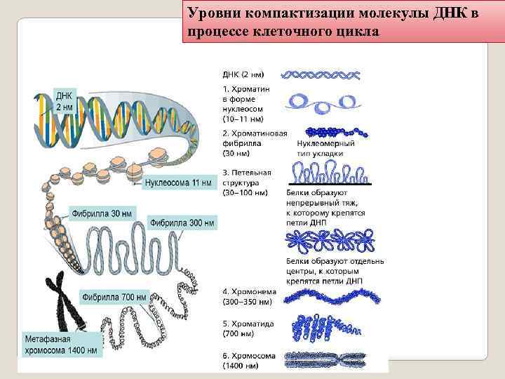 Уровни днк. Уровни компактизации генетического материала. Уровни компактизации ДНК эукариот. Модель этапов компактизации генетического материала. Хромонемный уровень компактизации ДНК.