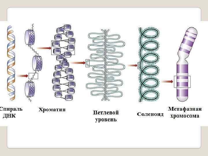 Организация днк