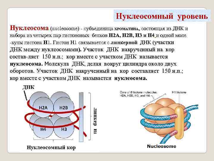 Генетический материал клетки