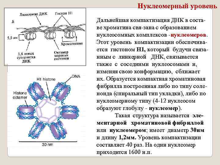 Компактизация днк исчезновение ядерной оболочки