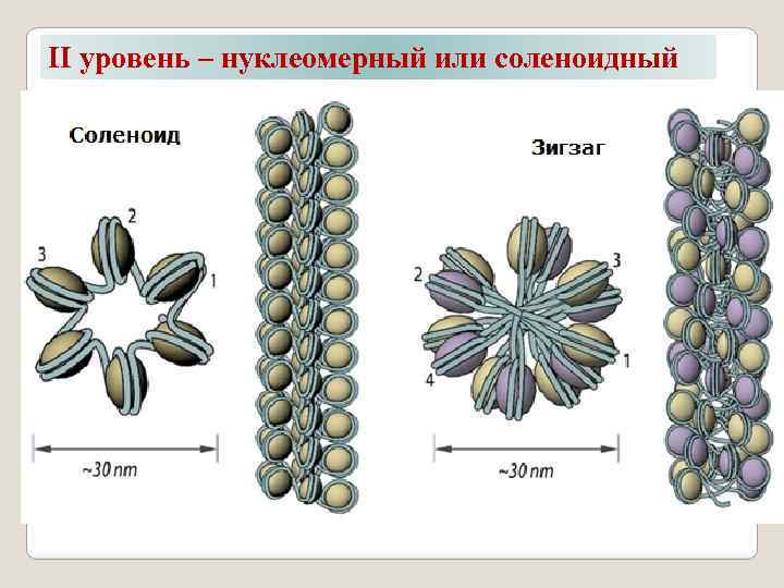 II уровень – нуклеомерный или соленоидный 
