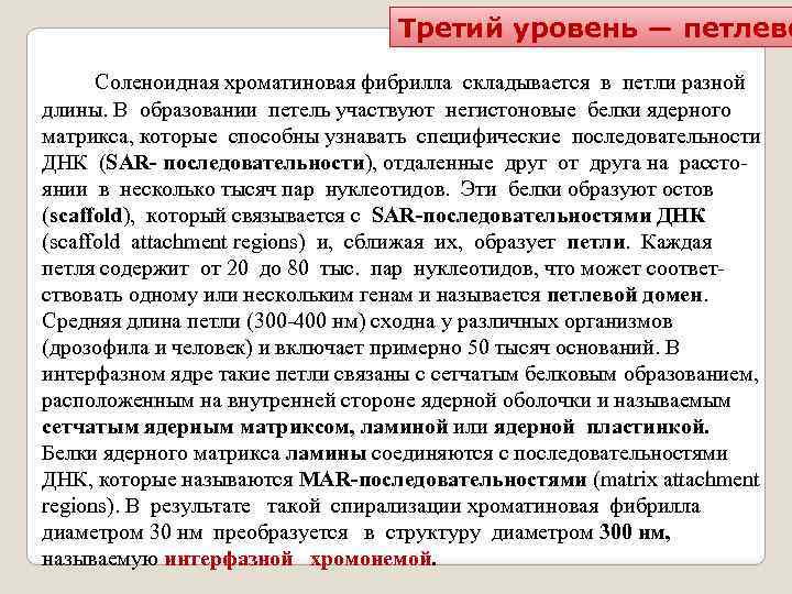 Третий уровень — петлево Соленоидная хроматиновая фибрилла складывается в петли разной длины. В образовании