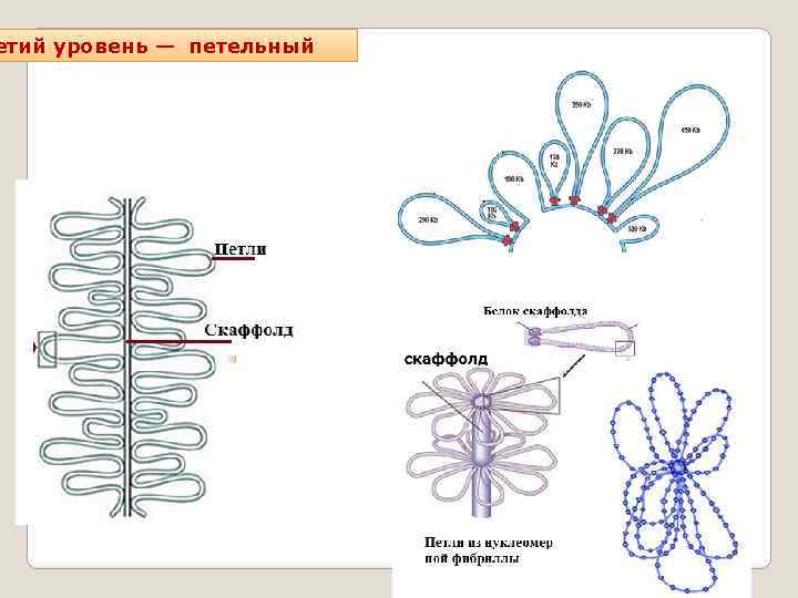 етий уровень — петельный 