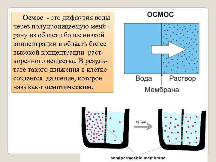 Осмос - это диффузия воды через полупроницаемую мембрану из области более низкой концентрации в