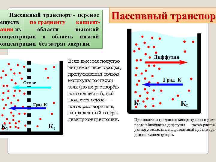 Диффузия по градиенту концентрации