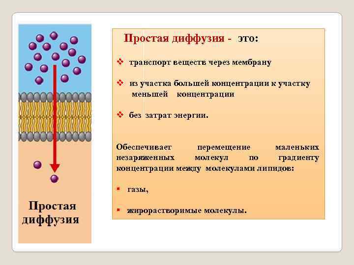 Простая диффузия - это: v транспорт веществ через мембрану v из участка большей концентрации