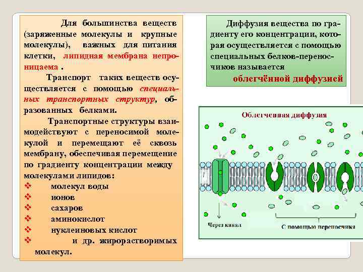  Для большинства веществ (заряженные молекулы и крупные молекулы), важных для питания клетки, липидная