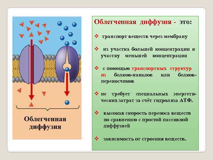 Облегченная диффузия - это: v транспорт веществ через мембрану v из участка большей концентрации