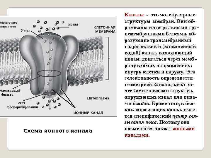 Схема ионного канала Каналы - это молекулярные структуры мембран. Они об- разованы интегральными тра-