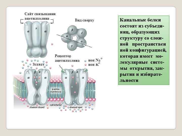 Канальные белки состоят из субъединиц, образующих структуру со сложной пространствен ной конфигурацией, которая имеет