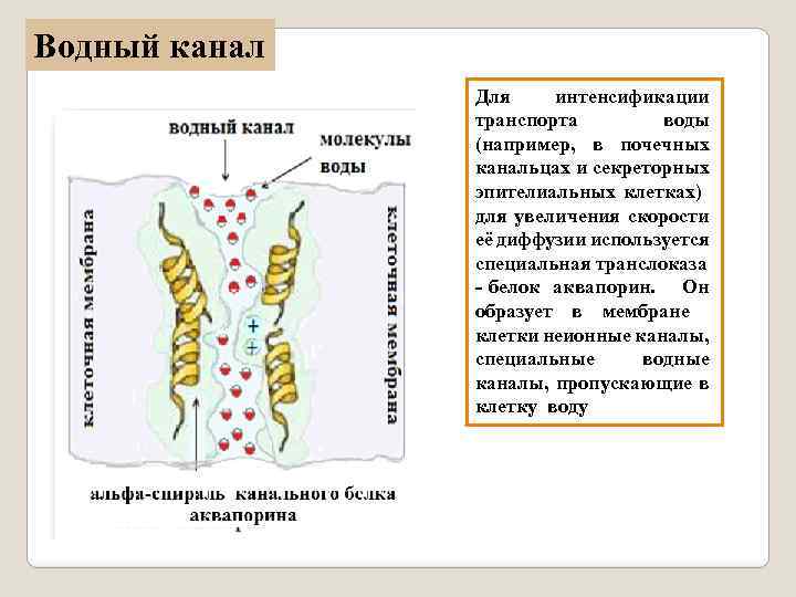 Водный канал Для интенсификации транспорта воды (например, в почечных канальцах и секреторных эпителиальных клетках)