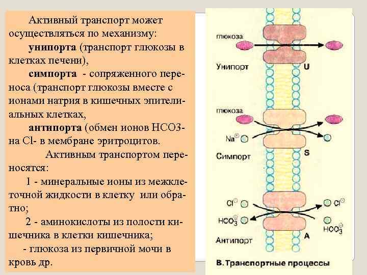 Транспорт веществ функции