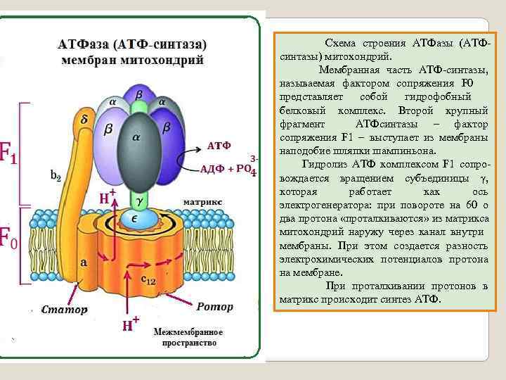 Атфаза