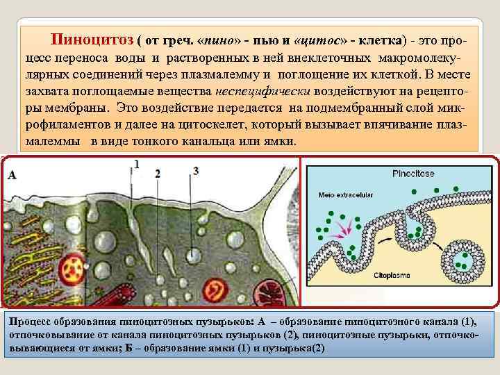 Пиноцитозные пузырьки