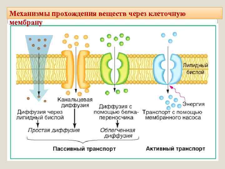 Механизмы прохождения веществ через клеточную мембрану 