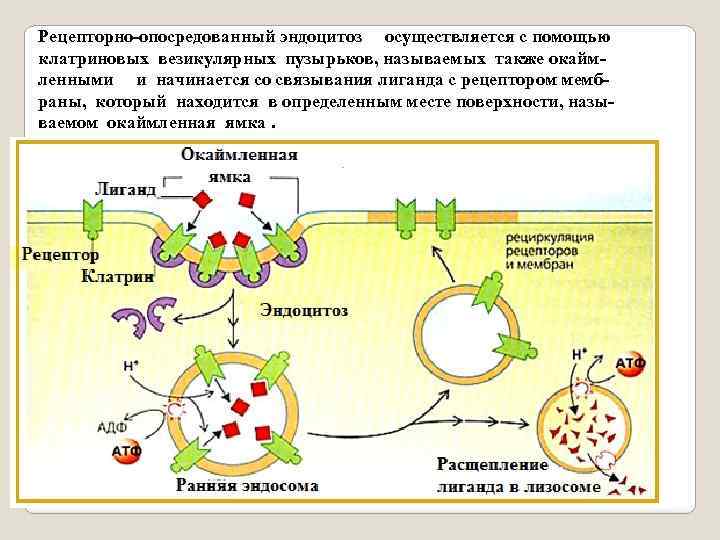 Рецепторно-опосредованный эндоцитоз осуществляется с помощью клатриновых везикулярных пузырьков, называемых также окаймленными и начинается со