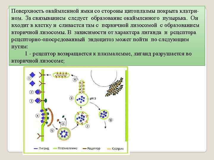 Поверхность окаймленной ямки со стороны цитоплазмы покрыта клатрином. За связыванием следует образование окаймленного пузырька.