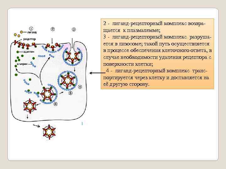 2 - лиганд-рецепторный комплекс возвращается к плазмалемме; 3 - лиганд-рецепторный комплекс разрушается в лизосоме;