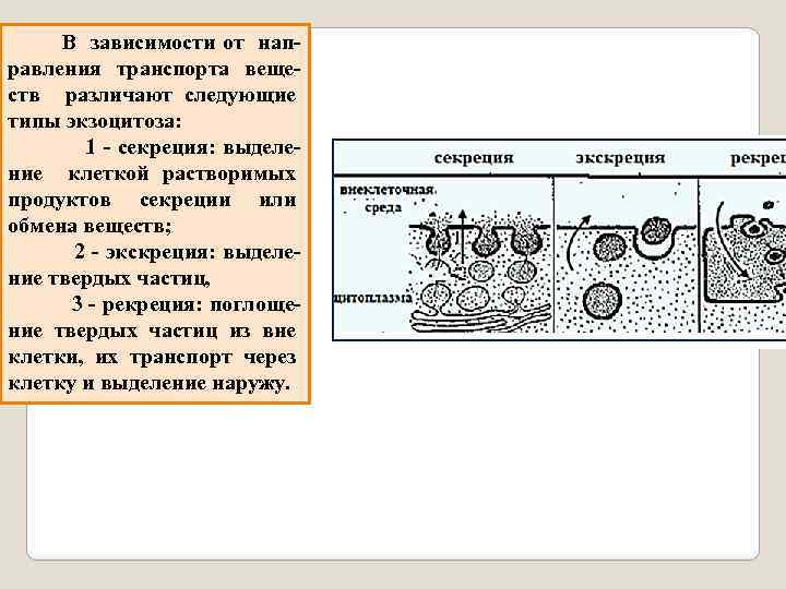  В зависимости от направления транспорта веществ различают следующие типы экзоцитоза: 1 - секреция: