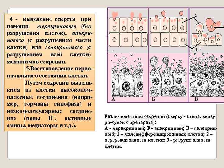  4 - выделение секрета при помощи мерокринового (без разрушения клеток), апокринового (с разрушением