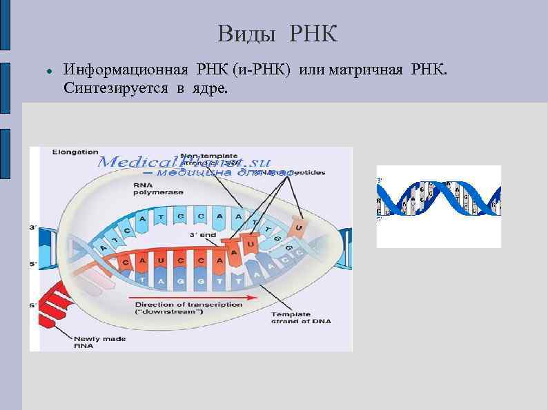 Виды РНК Информационная РНК (и-РНК) или матричная РНК. Синтезируется в ядре. 