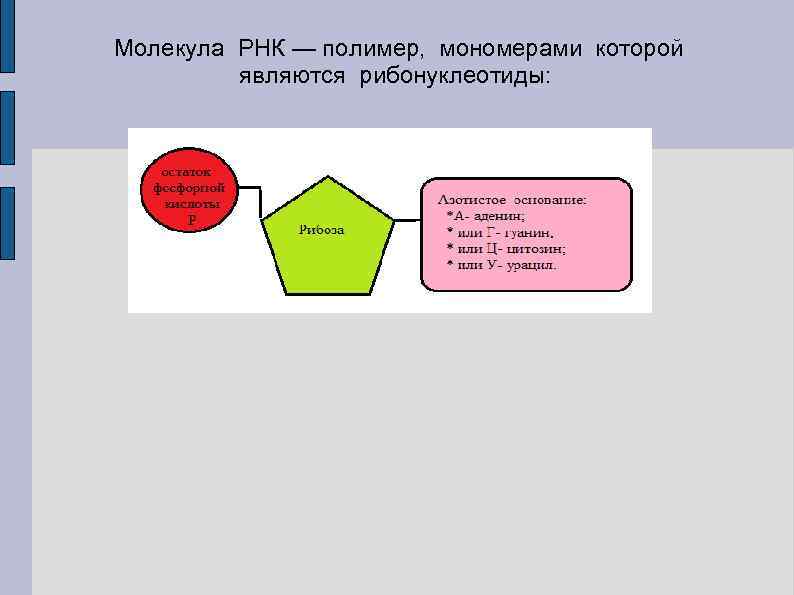 Молекула РНК — полимер, мономерами которой являются рибонуклеотиды: 