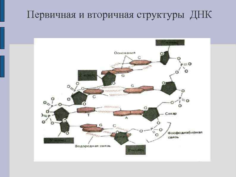 Первичная и вторичная структуры ДНК 