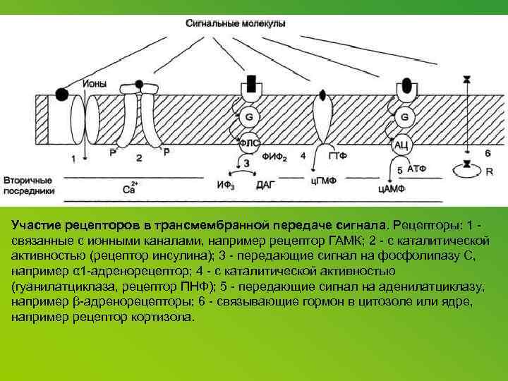 Участие рецепторов в трансмембранной передаче сигнала. Рецепторы: 1 - связанные с ионными каналами, например