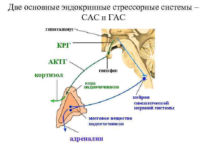 Две основные эндокринные стрессорные системы – САС и ГАС КРГ АКТГ кортизол адреналин 