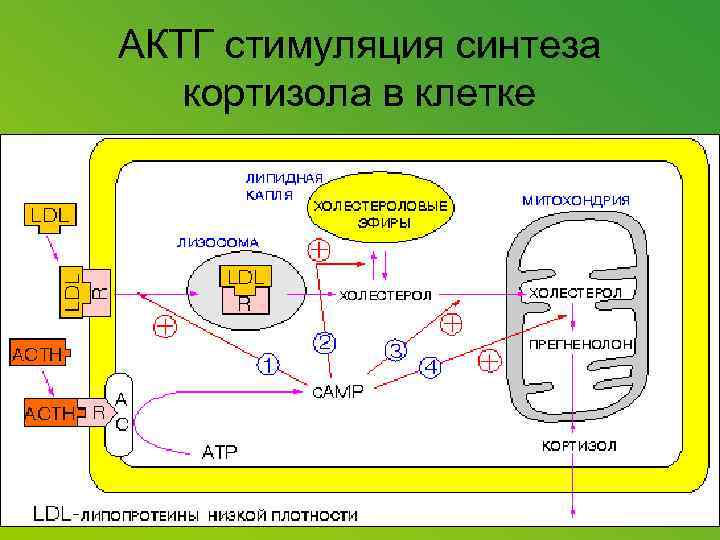 АКТГ стимуляция синтеза кортизола в клетке 